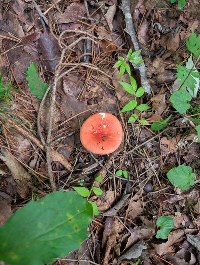 Karuizawa Nature School photo 33